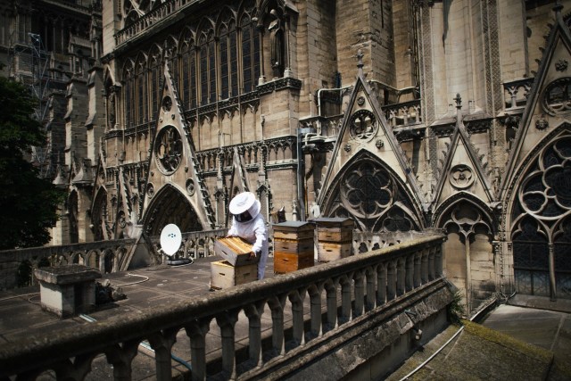 Notr Dam: Da li su pčele sa krova katedrale preživele požar?