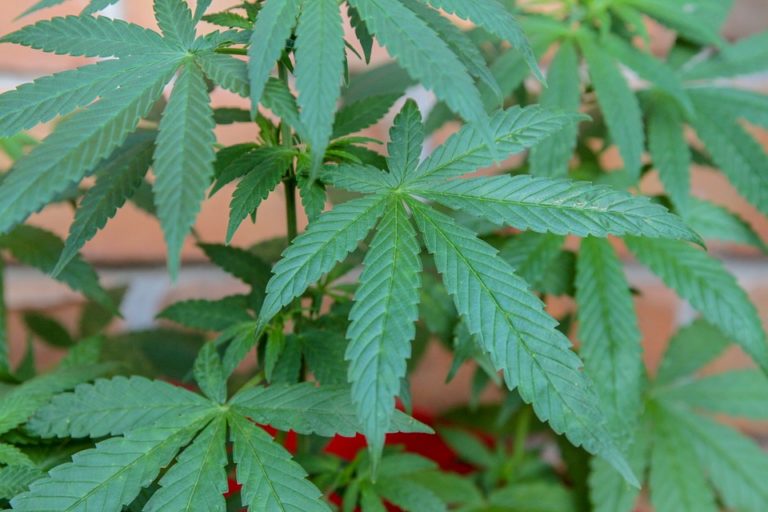 Policija pronašla dve laboratorije za proizvodnju marihuane u Nišu