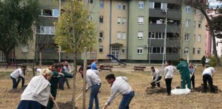 Niš počeo da diše: U toku akcija sadnja stabala na pet lokacija Neka Niš diše: Akcija sadnje 170 stabala za četiri dana; Foto: JKP "Mediana" Niš